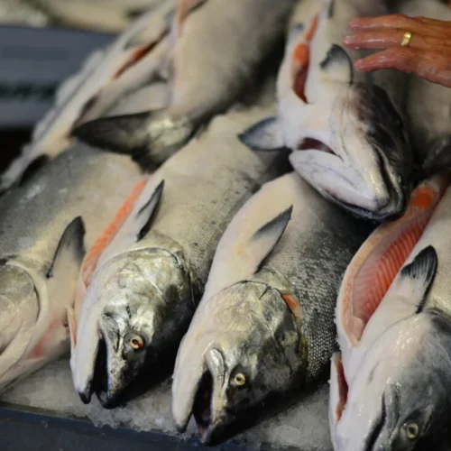 Fresh Salmon