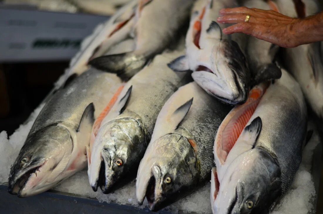 Fresh Salmon